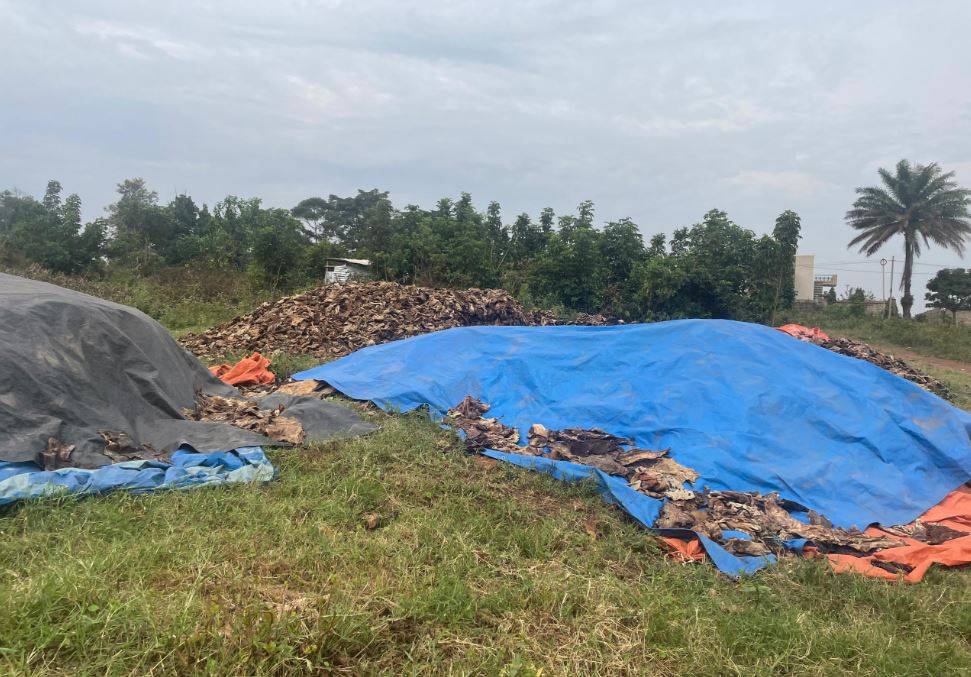 NEMA Closes Illegal Abattoir In Wakiso District