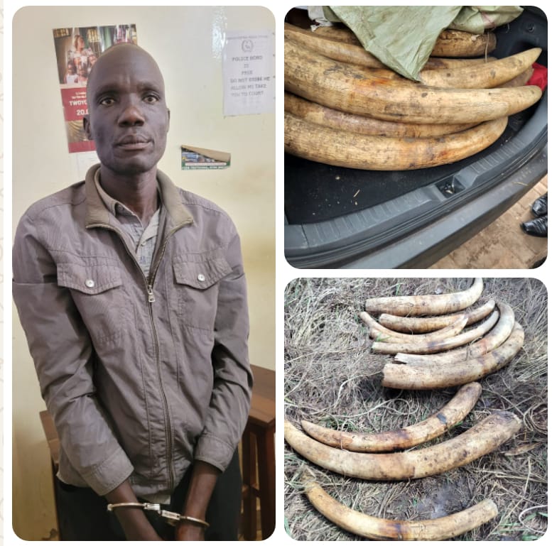 Crack Down On Wildlife Crime: UWA, Police Nab Suspected Ivory Trafficker, 154kg Of Ivory Recovered