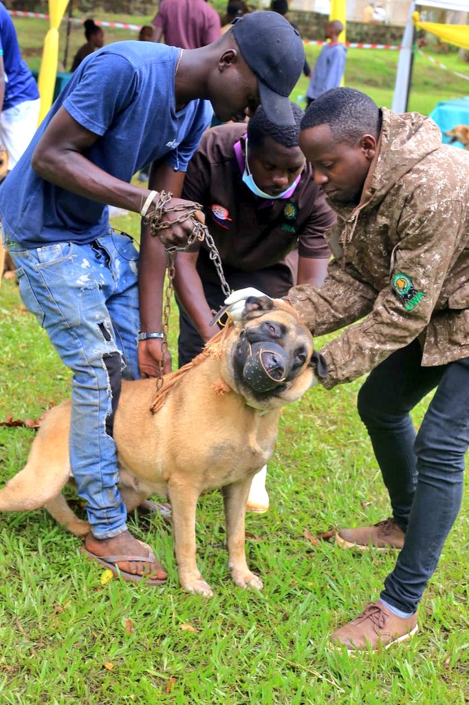UWA’s ‘One Health Camp’ In Entebbe Vaccinates 547 Animals, Aims To Eliminate Rabies By 2030