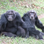 After Two-Year Power Struggle, Rukara Emerges New Alpha In Kibale National Park