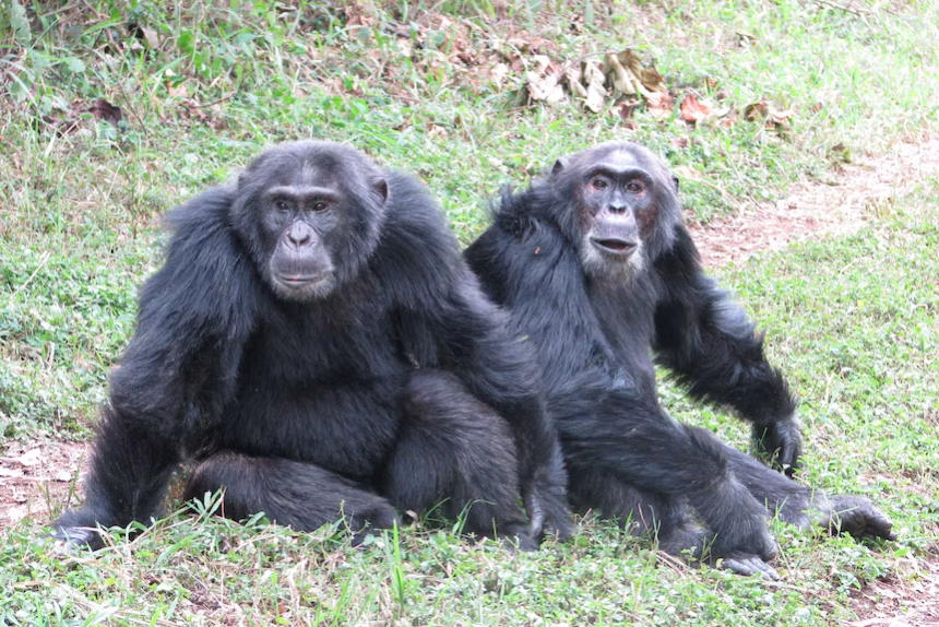 After Two-Year Power Struggle, Rukara Emerges New Alpha In Kibale National Park