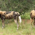 UWA Receives Endangered African Wild Dogs To Boost Conservation, Tourism