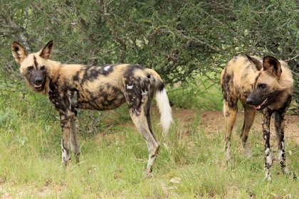 UWA Receives Endangered African Wild Dogs To Boost Conservation, Tourism
