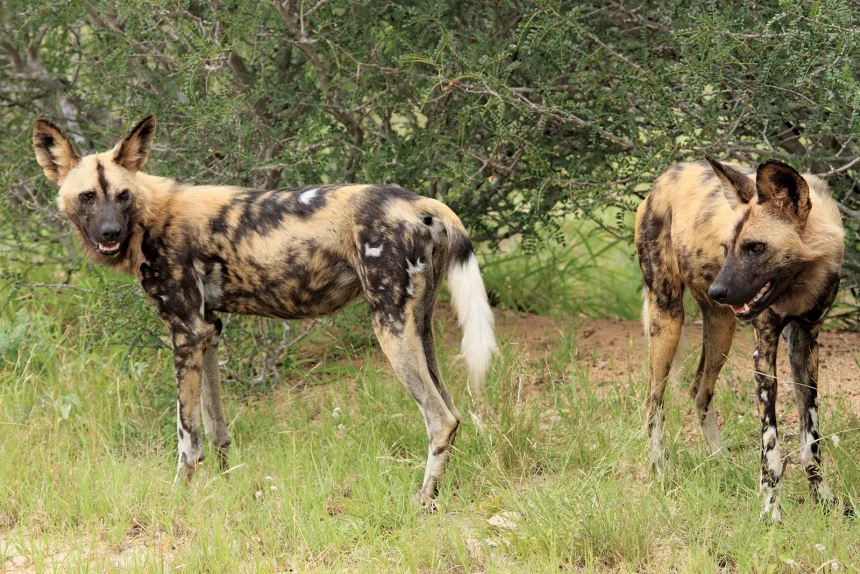 UWA Receives Endangered African Wild Dogs To Boost Conservation, Tourism