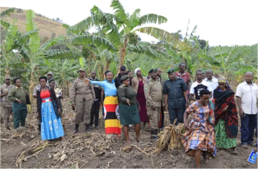 UWA Unveils New Measures To Protect Farmers From Buffalo Raids In Kiruhura