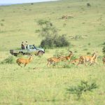 UWA Relocates 200 Uganda Kob To Pian Upe Wildlife Reserve To Boost Population Resilience