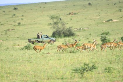 UWA Relocates 200 Uganda Kob To Pian Upe Wildlife Reserve To Boost Population Resilience