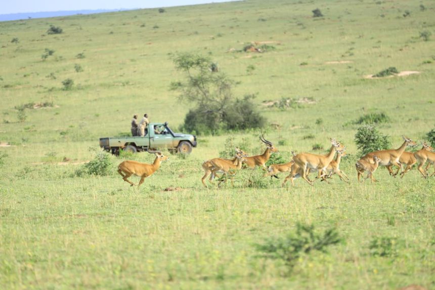UWA Relocates 200 Uganda Kob To Pian Upe Wildlife Reserve To Boost Population Resilience