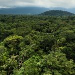 Uganda Wildlife Authority Strengthens Climate Action Through Forest Restoration And Community Conservation