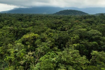 Uganda Wildlife Authority Strengthens Climate Action Through Forest Restoration And Community Conservation