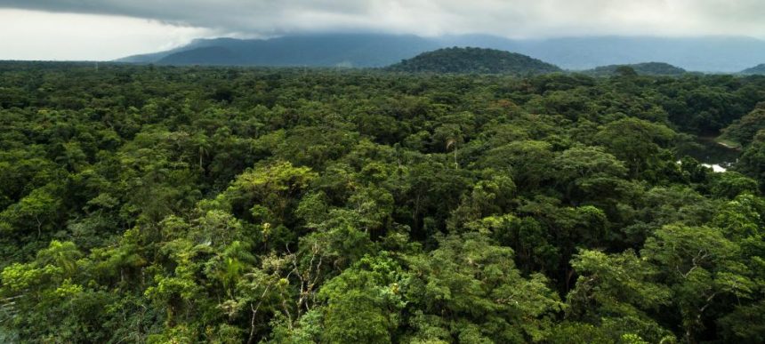 Uganda Wildlife Authority Strengthens Climate Action Through Forest Restoration And Community Conservation