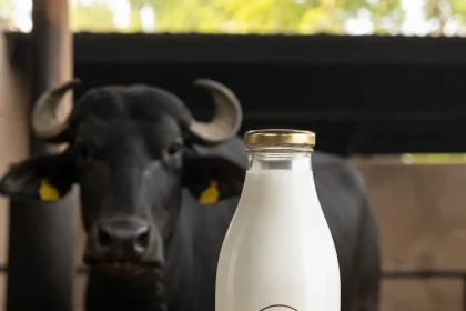Kenya's President Ruto Proposes Buffalo Farming And Camel Milk Production To Boost Milk Supply 