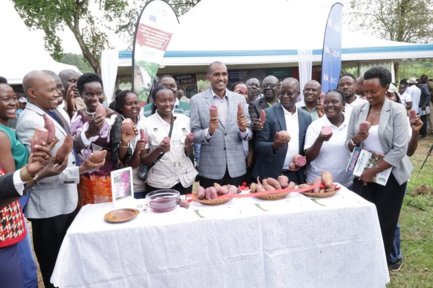 Uganda Unveils Three New Purple-Fleshed Sweet Potato Varieties On World Food Day 2026
